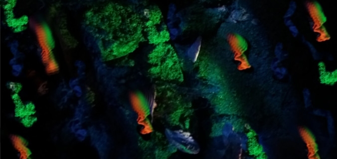 Image Nature