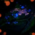 Image Nourriture naturelle