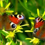 Quelles sont mes compétences naturelles