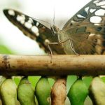 Comment attirer l'abondance et la prospérité ?