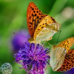 Ecrire personnage allié