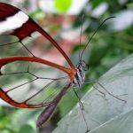 Quel est votre plus grand rêve pour Noël ?