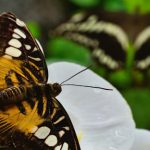 Comment allez-vous ?